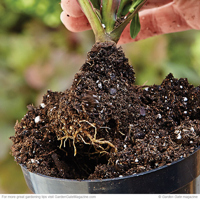 Small roots