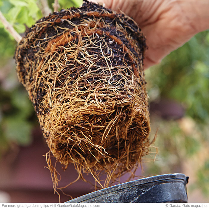 Root-bound
