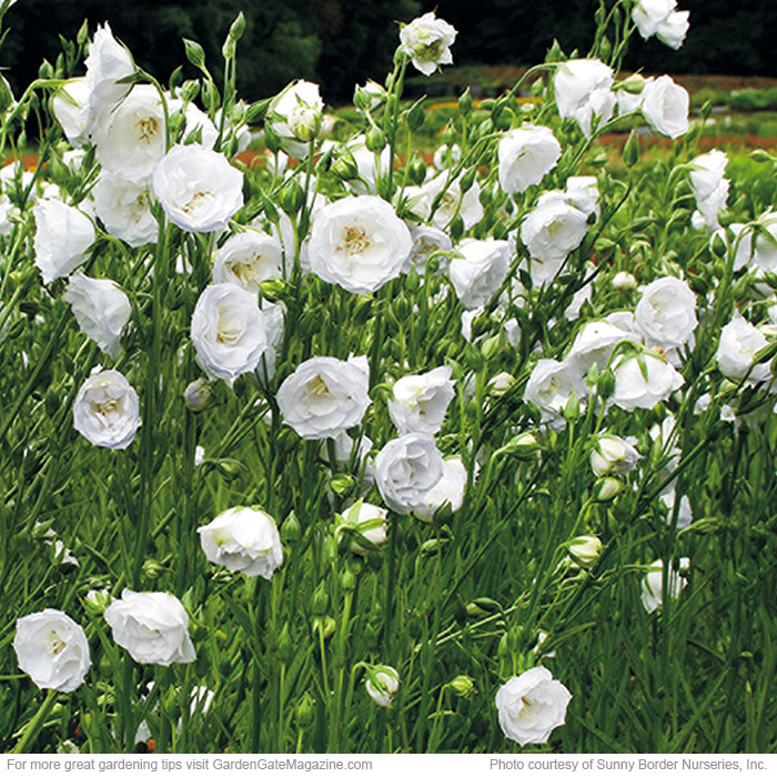Wow with double flowers
