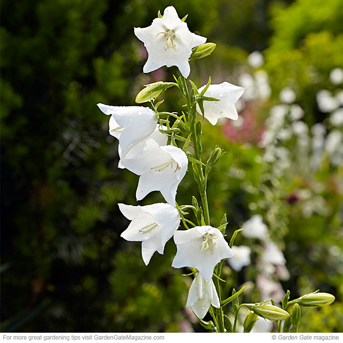 Beautiful bellflowers! | Garden Gate