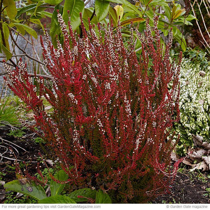 The right way to trim back heather
