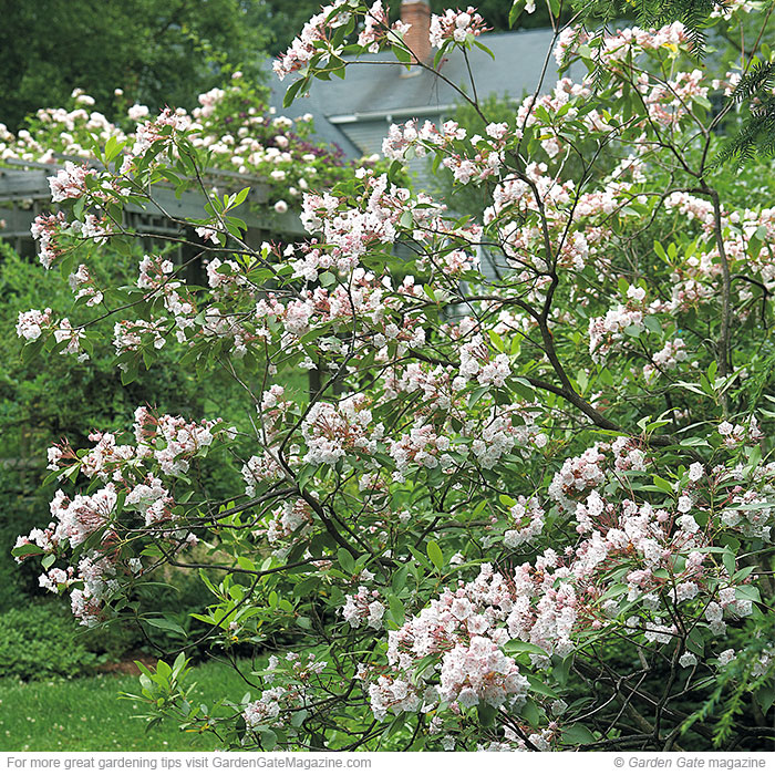 Must-have mountain laurel