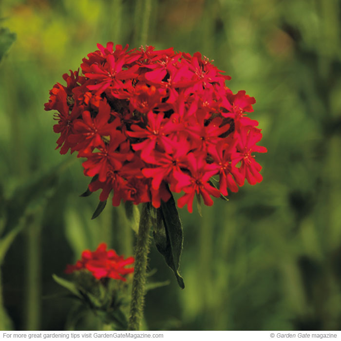 Maltese cross (Lychnis chalcedonica)