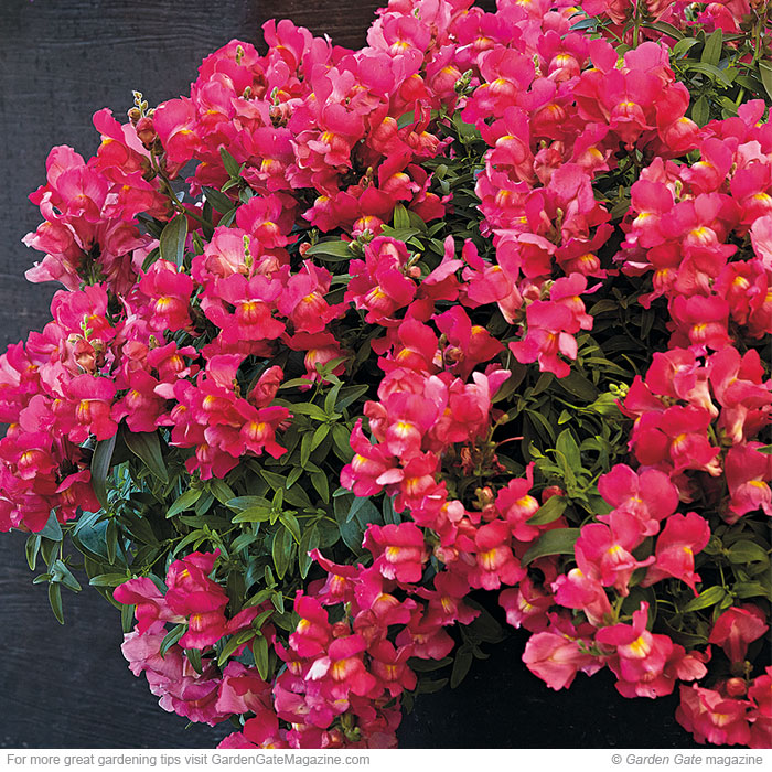 Candy Showers snapdragon Antirrhinum majus nanum pendula