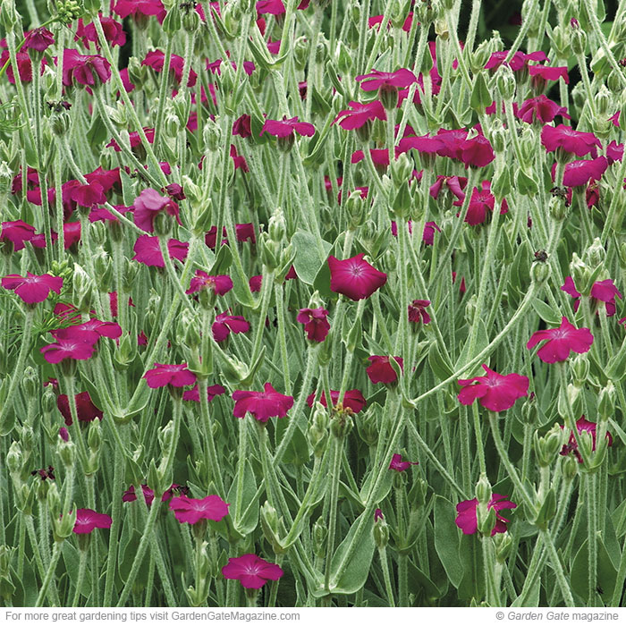 Rose campion (Lychnis coronaria)
