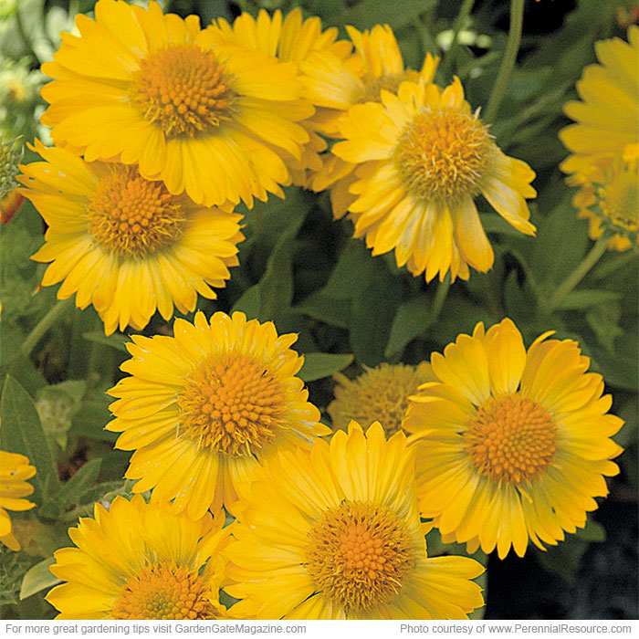 ‘Mesa Yellow’ blanket flower Gaillardia hybrid