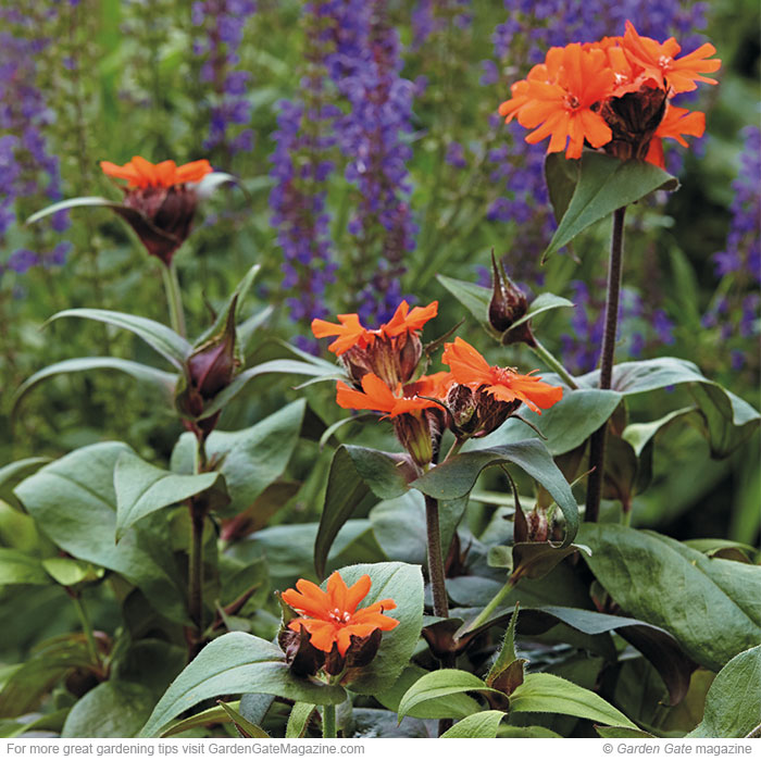 Arkwright’s campion (Lychnis x arkwrightii)