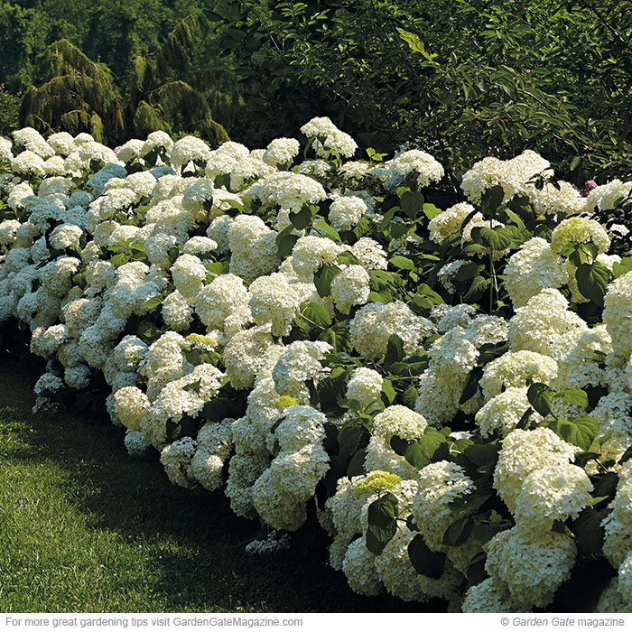 Incrediball smooth hydrangea Hydrangea arborescens ‘Abetwo’
