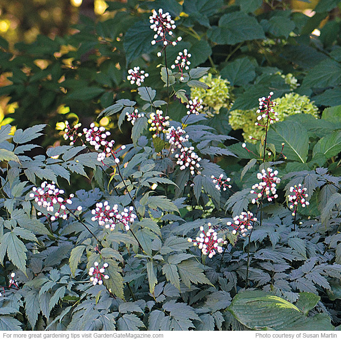 ‘Misty Blue’ white baneberry Actaea pachypoda