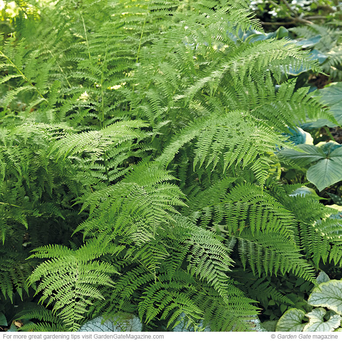 Lady fern Athyrium filix-femina