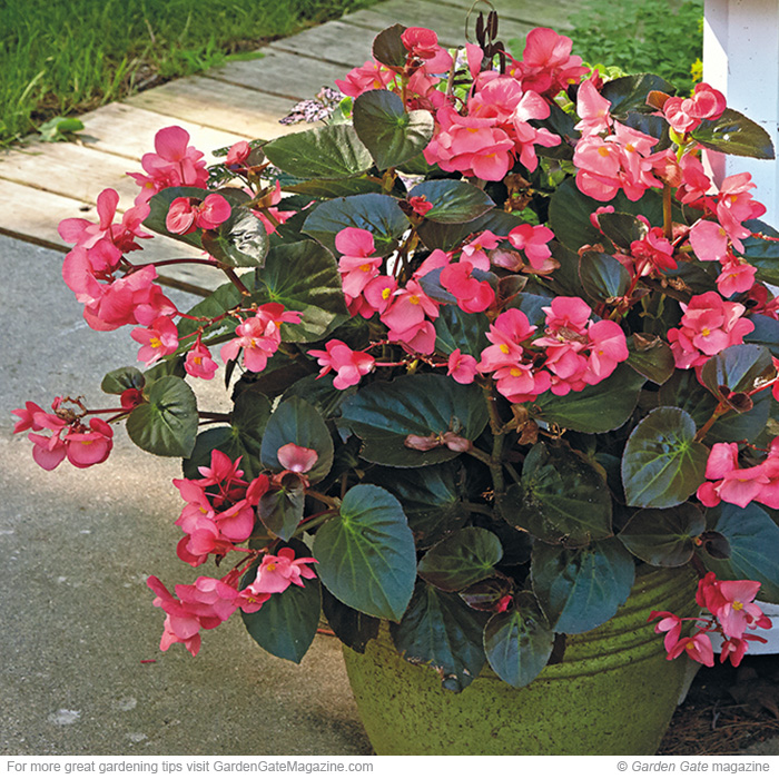 Surefire Rose begonia Begonia benariensis