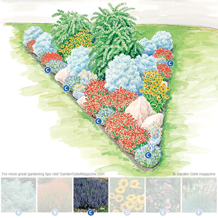 Catmint
Nepeta faassenii ‘Select Blue’
Type Perennial
Blooms Lavender-blue flowers in late spring to early summer
Light Full sun to part shade
Size 12 to 15 in. tall, 12 to 18 in. wide
Cold-hardy USDA zones 4 to 8
Heat-tolerant AHS zones 8 to 1