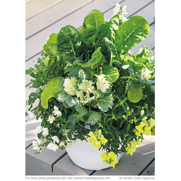 A pretty (and edible!) planting for early spring | Garden Gate