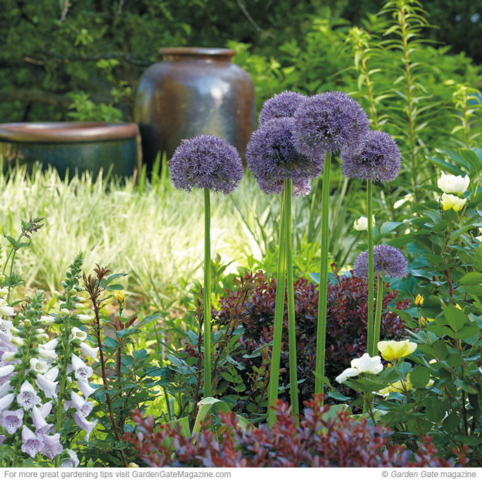 Brighten a border with bulbs