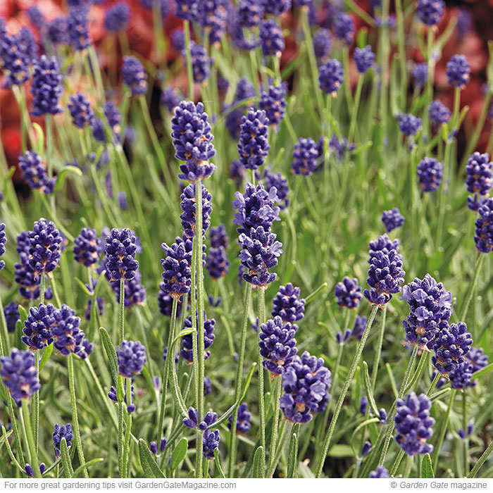 Sweet Romance lavender Lavandula angustifolia