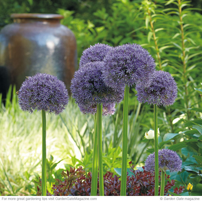’Pinball Wizard’ allium Allium