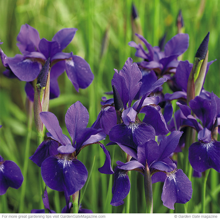 ‘Caesar’s Brother’ Siberian iris Iris sibirica