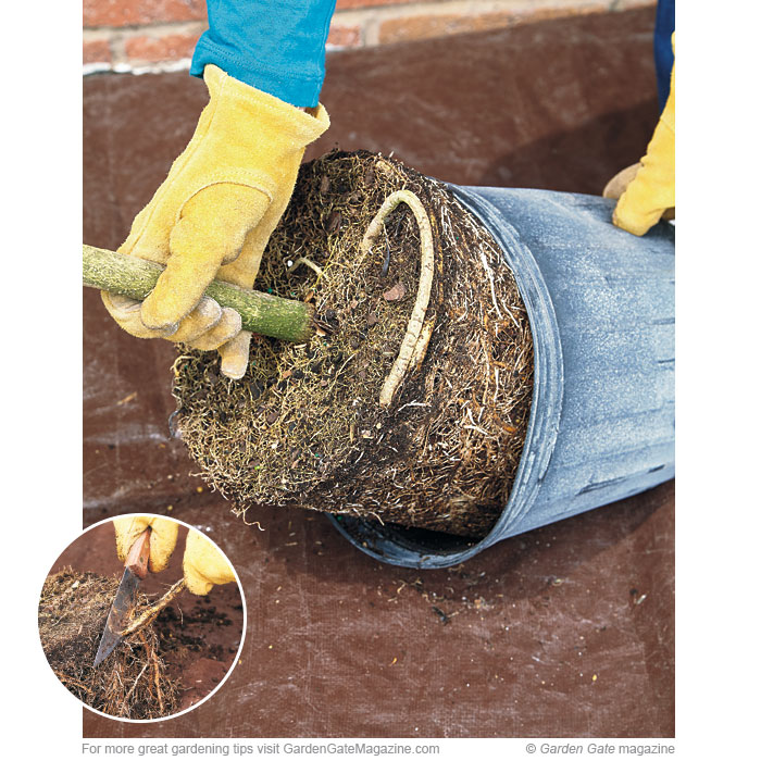 To easily remove the root ball from its container, slip a soil knife along the inside of the pot to loosen the plant. Tip the container on its side and slide the root ball out, as shown here. 
Sterilize a sharp knife with rubbing alcohol, let it dry, then