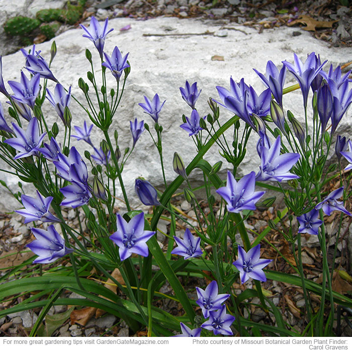 ’Rudy’ triplet lily Triteleia laxa