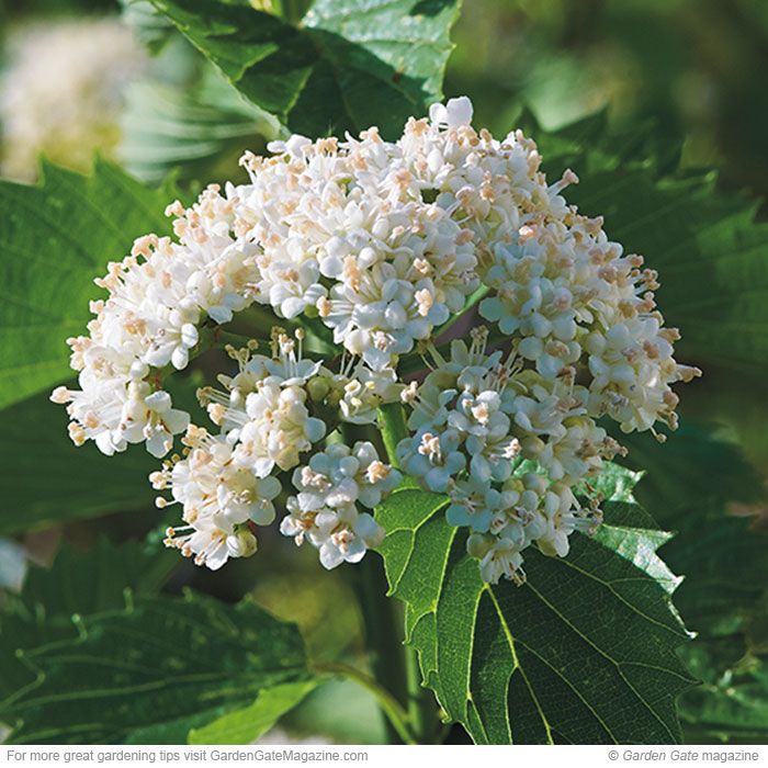 ‘Blue Muffin’ arrowwood viburnum Viburnum dentatum
