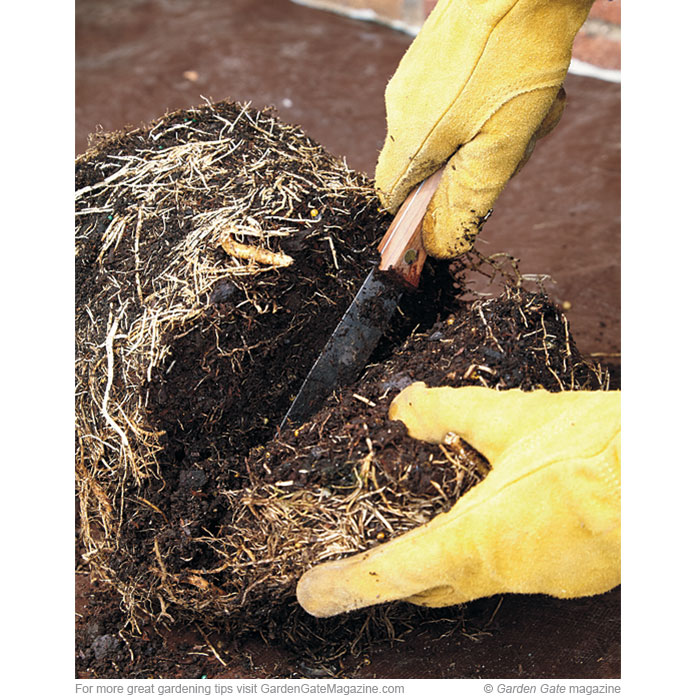 Using the sterilized knife, slice off the bottom 2 in. of root ball (or less, if the plant is in smaller than an 8-in. pot), like you see here. 
Tease out the remaining roots with your fingers to loosen thick tangles. Then shear off 1 in. of these feeder 