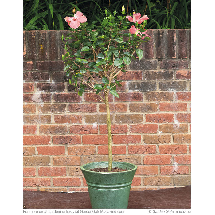 Finally, replant it into a new pot or back into its previous container, and water the new planting thoroughly.