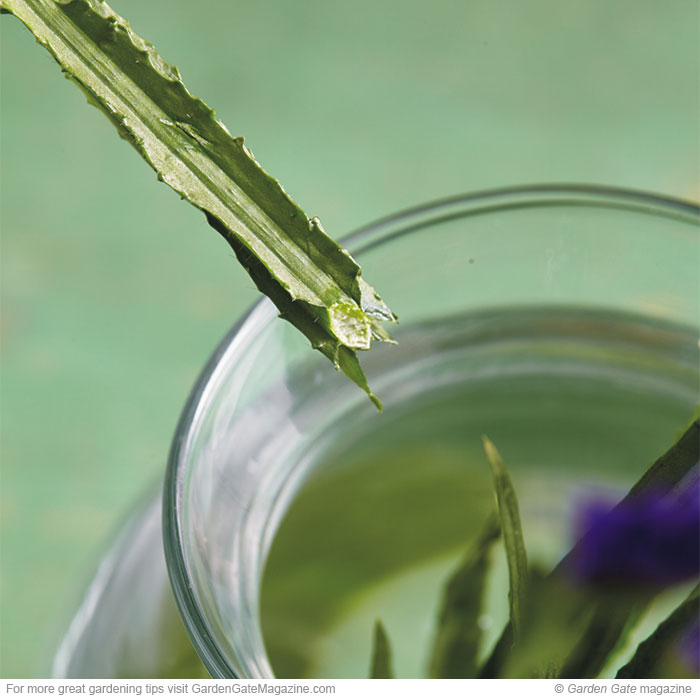 Grow great cut flowers