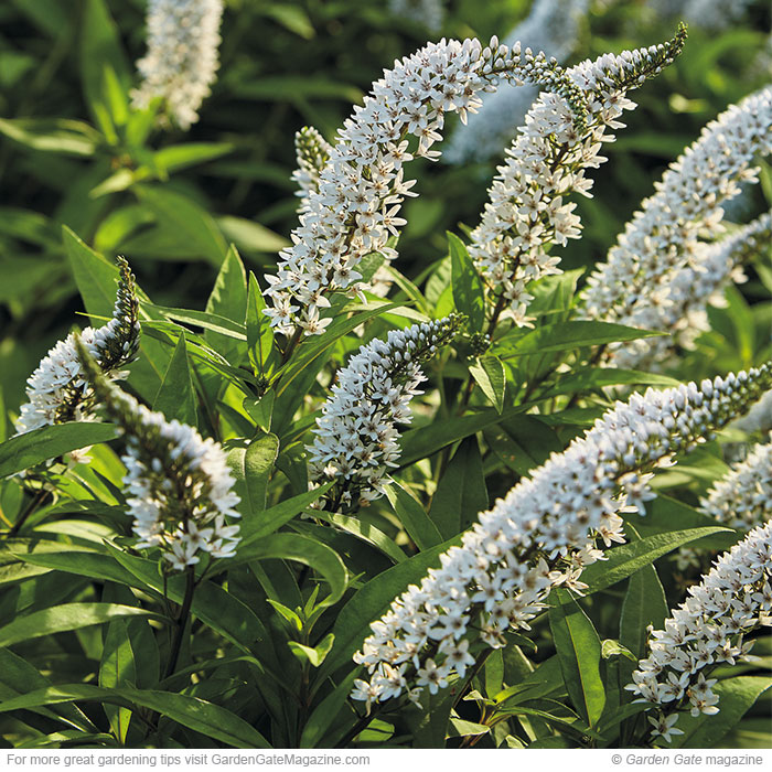 Gooseneck loosestrife Lysimachia clethroides