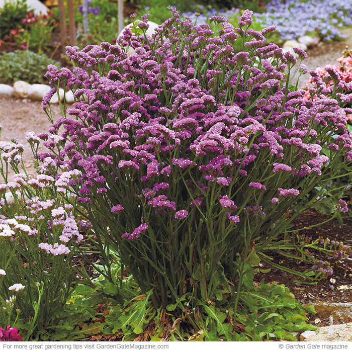 Statice Limomium sinuatum