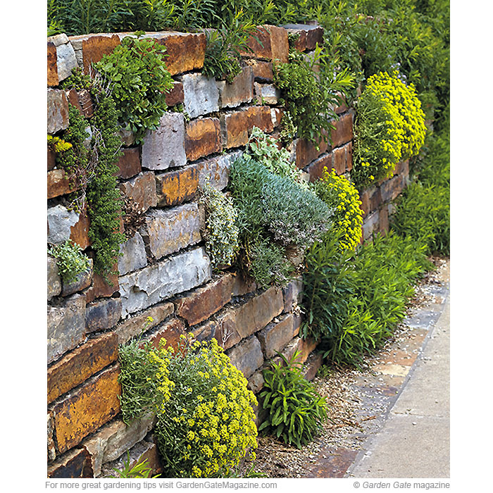 Add vertical interest — plant up!