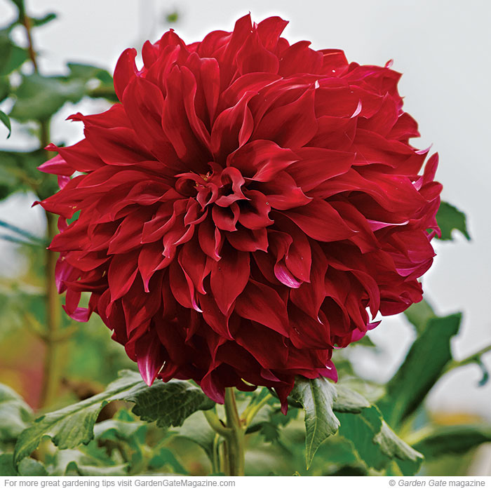 Large-flowered dahlia