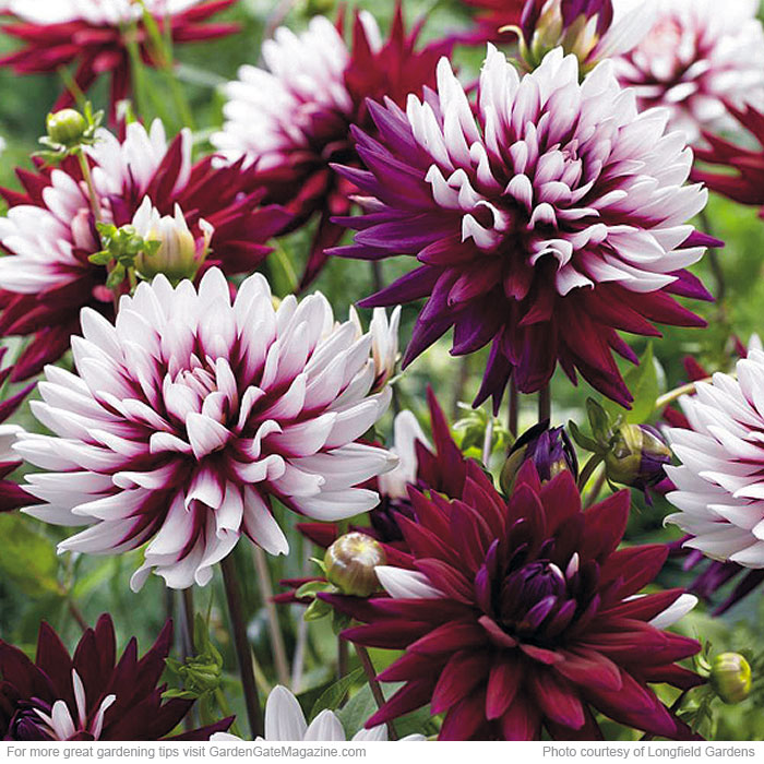 A dahlia with unique flowers