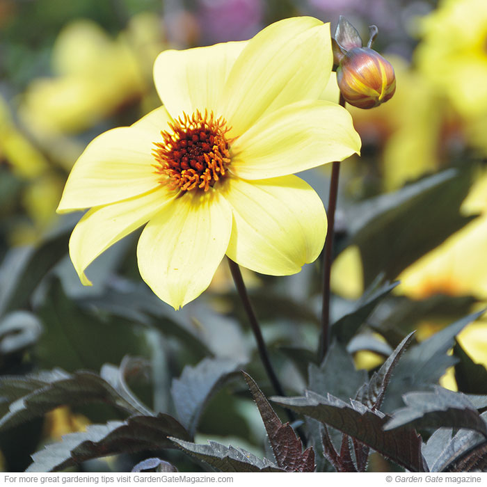 A dahlia with lots of blooms