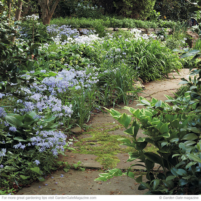 Native shade plants