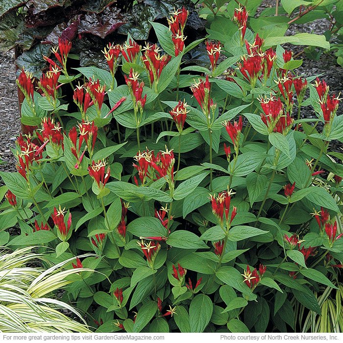 Indian pink Spigelia marilandica