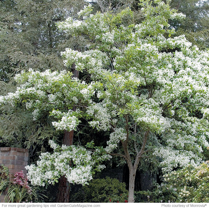 Fringe tree Chionanthus virginicus