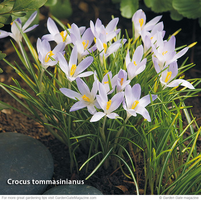 Charming crocus