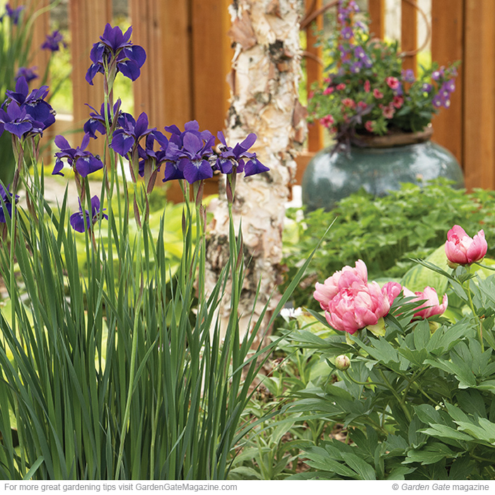 Siberian iris