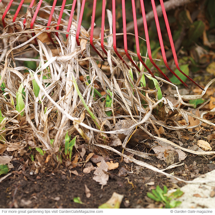 Clean out perennials