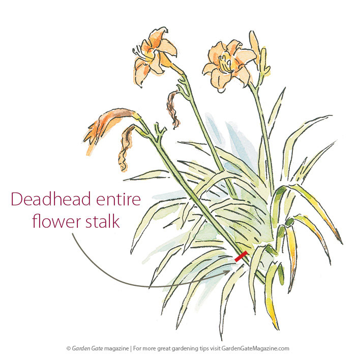 Cut back flower stalks