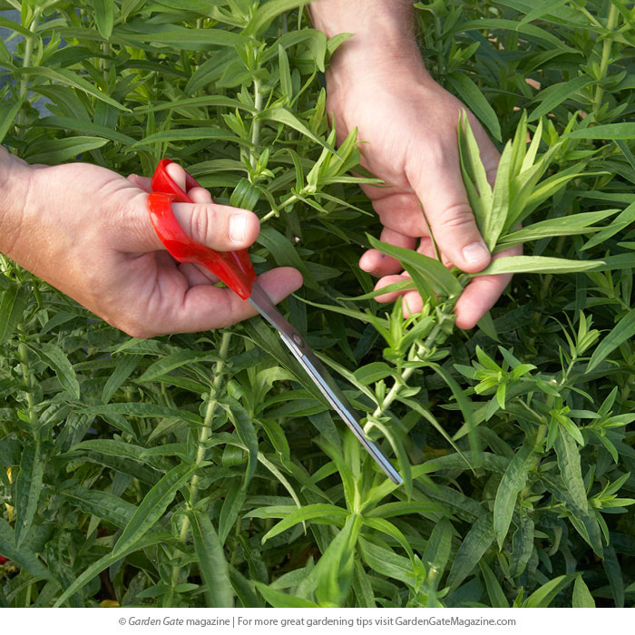 How to deadhead your favorite flowers