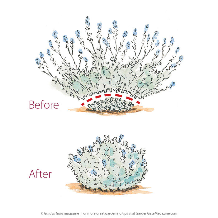 Shear plants to tidy them up