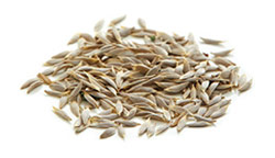 Lettuce_seeds_250