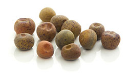 Pea_seeds_250