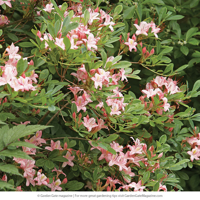 AzaleaRhododendron spp. and hybrids