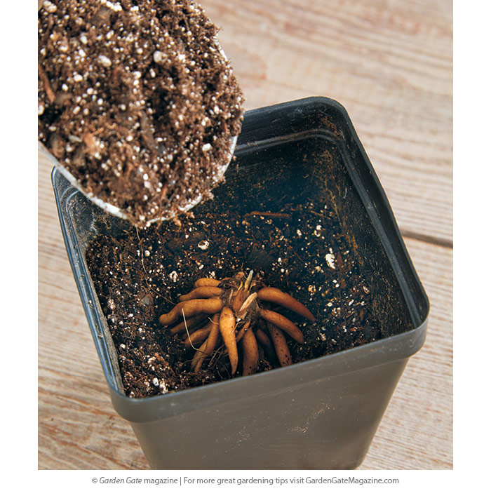 Plant the tubers