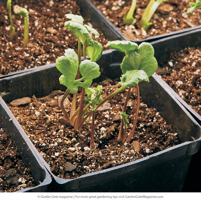 Watch for growth