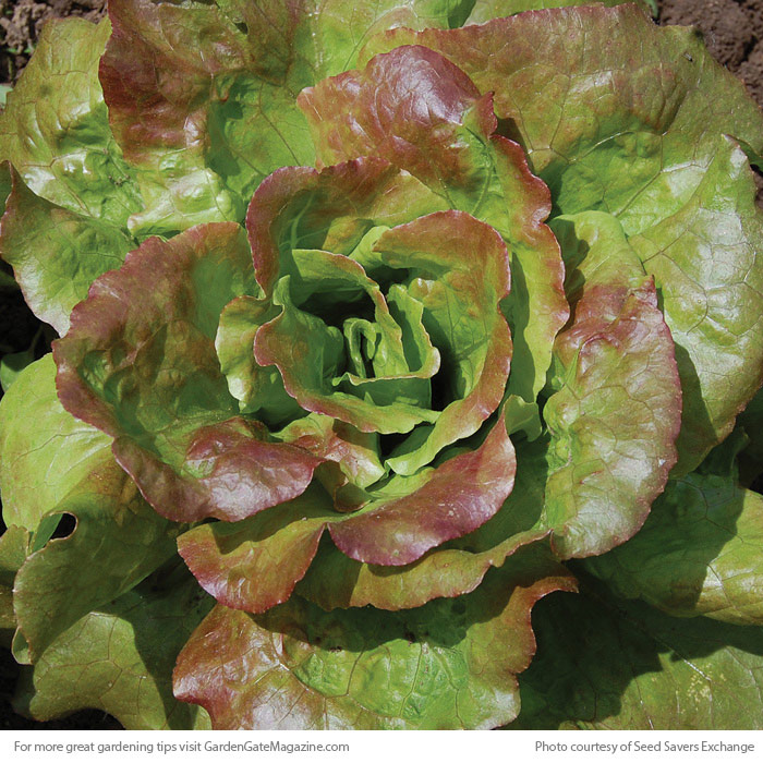 ‘Grandma Hadley’s’ lettuce