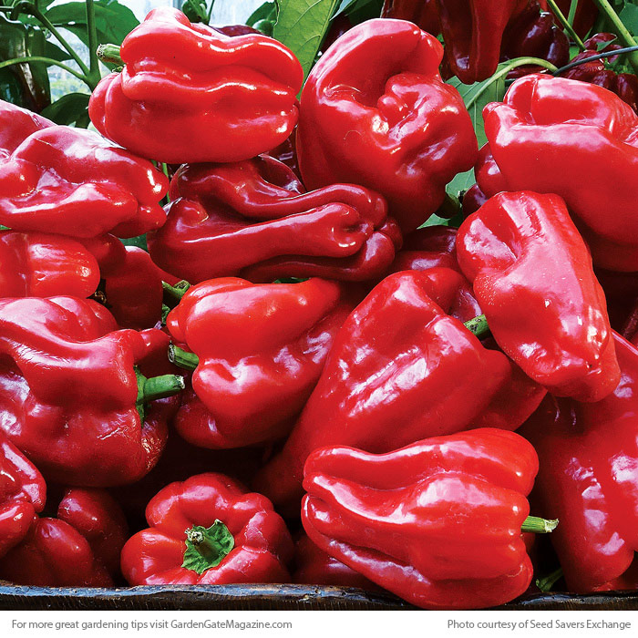 ‘Ausilio Thin Skin Italian’ pepper