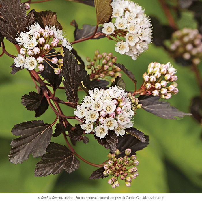 NinebarkPhysocarpus opulifolius